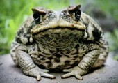 umflat-Toad