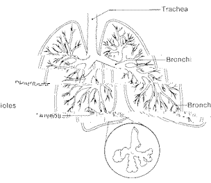 Figura pulmonară